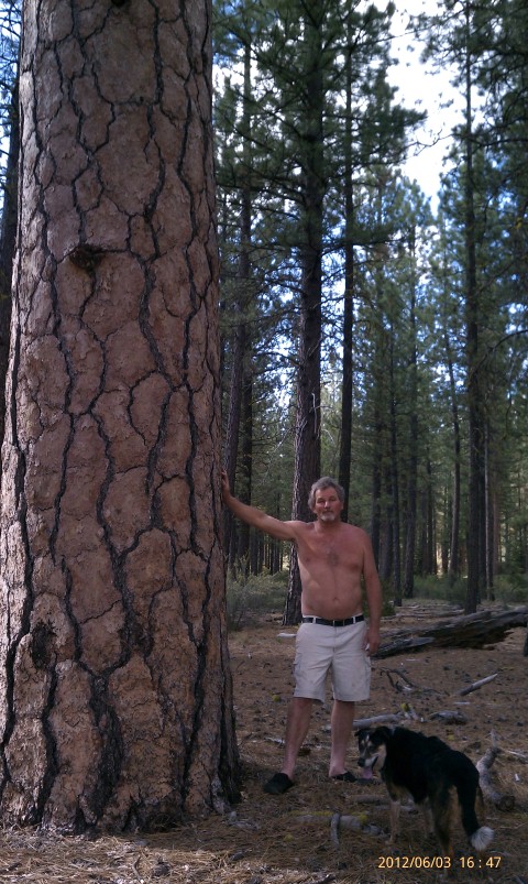 Mamoth Ponderosa pine
